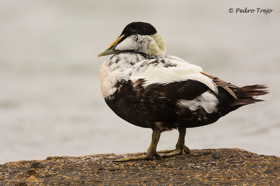 Eider común (Somateria mollissima)